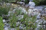 Eupatorium cannabinum