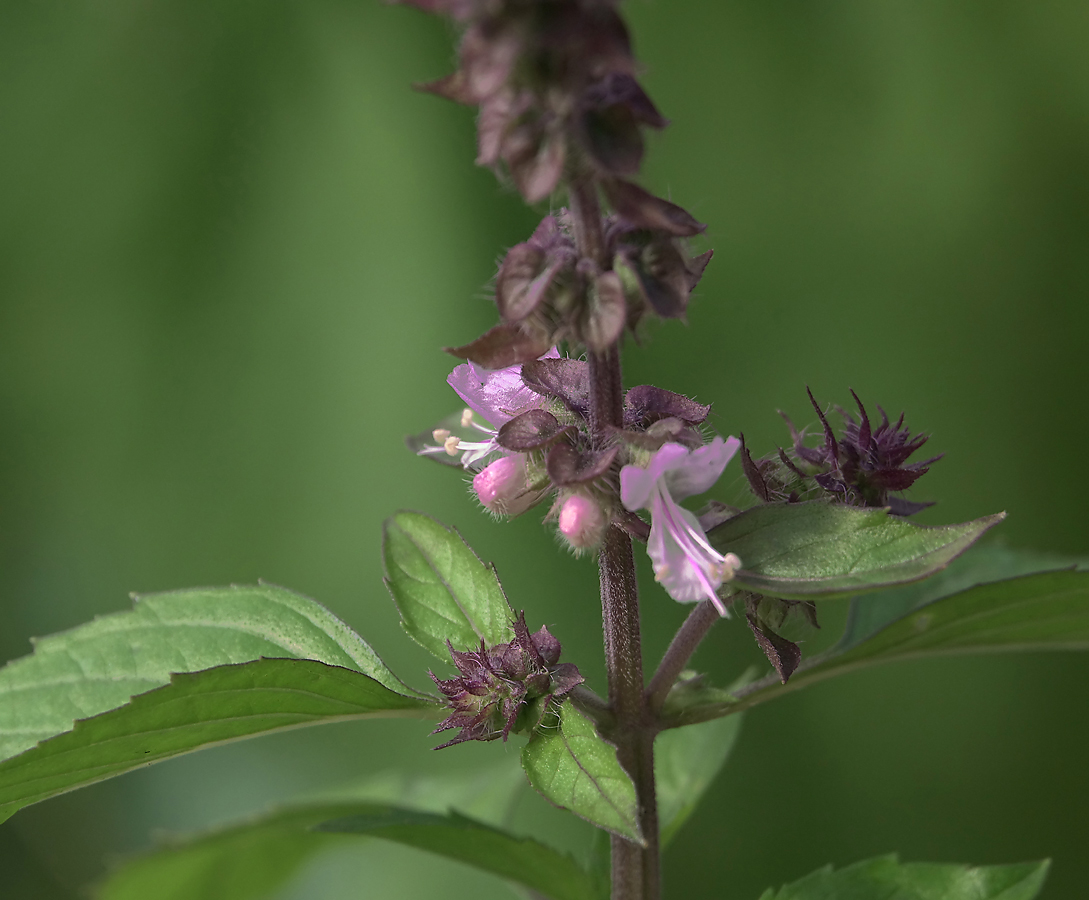 Изображение особи Ocimum basilicum.