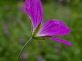 Geranium palustre