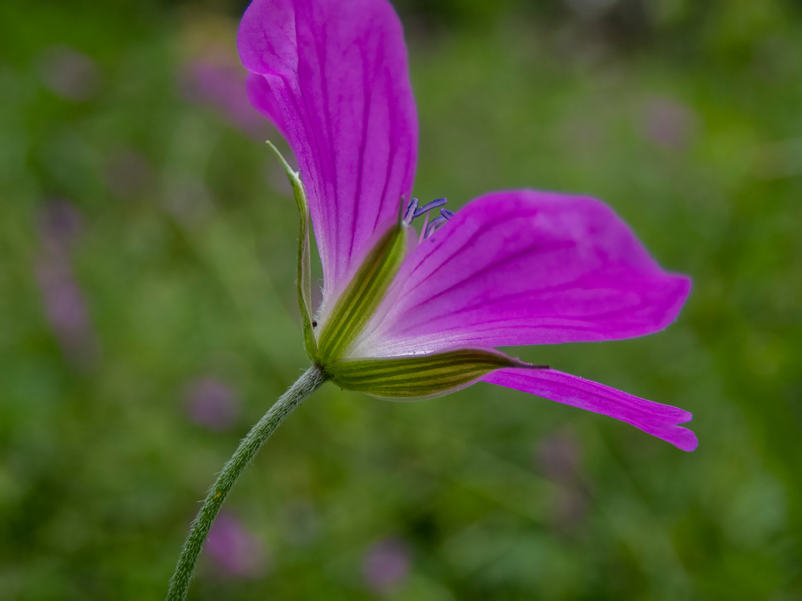 Изображение особи Geranium palustre.