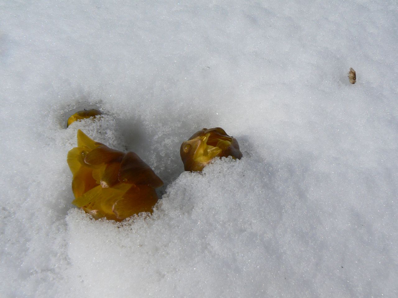 Image of Adonis amurensis specimen.