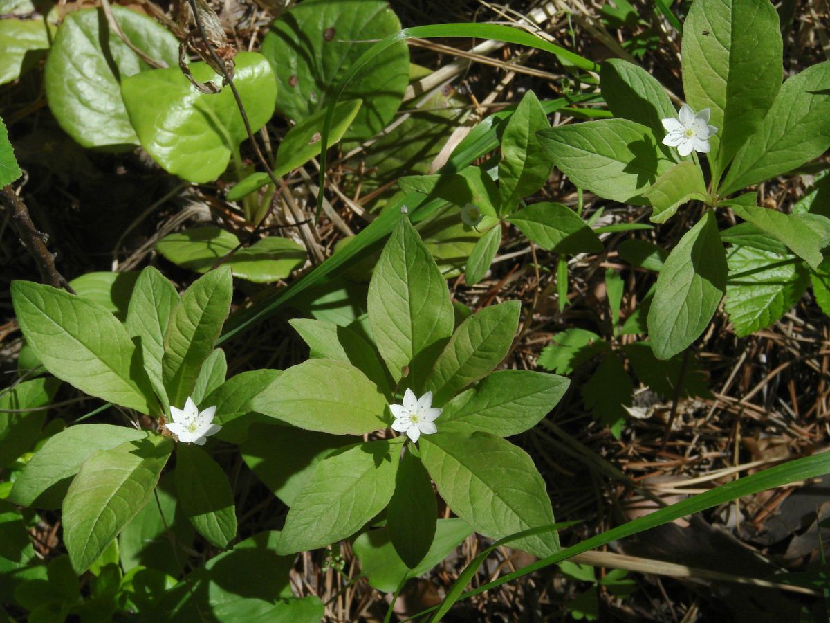 Image of Trientalis europaea specimen.