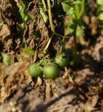 Solanum tuberosum