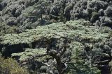 Cedrus libani ssp. brevifolia
