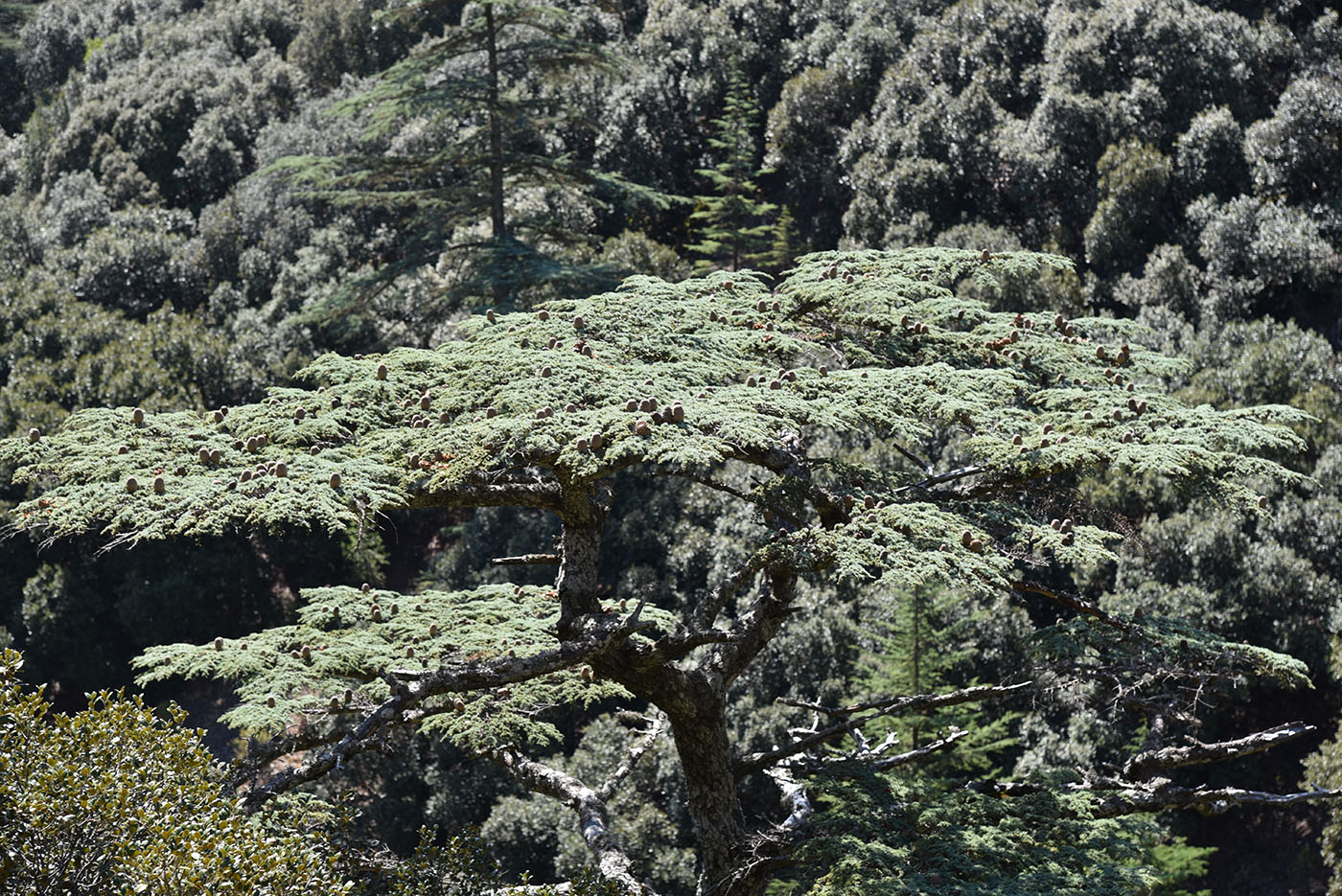 Image of Cedrus libani ssp. brevifolia specimen.