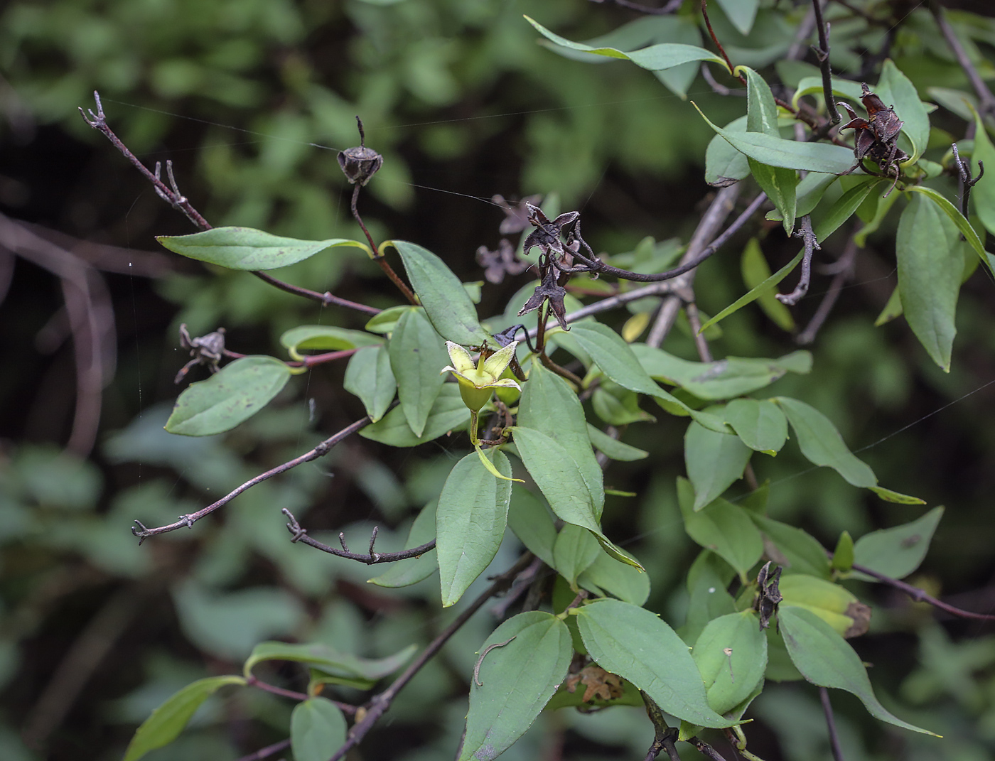 Изображение особи Philadelphus &times; lemoinei.