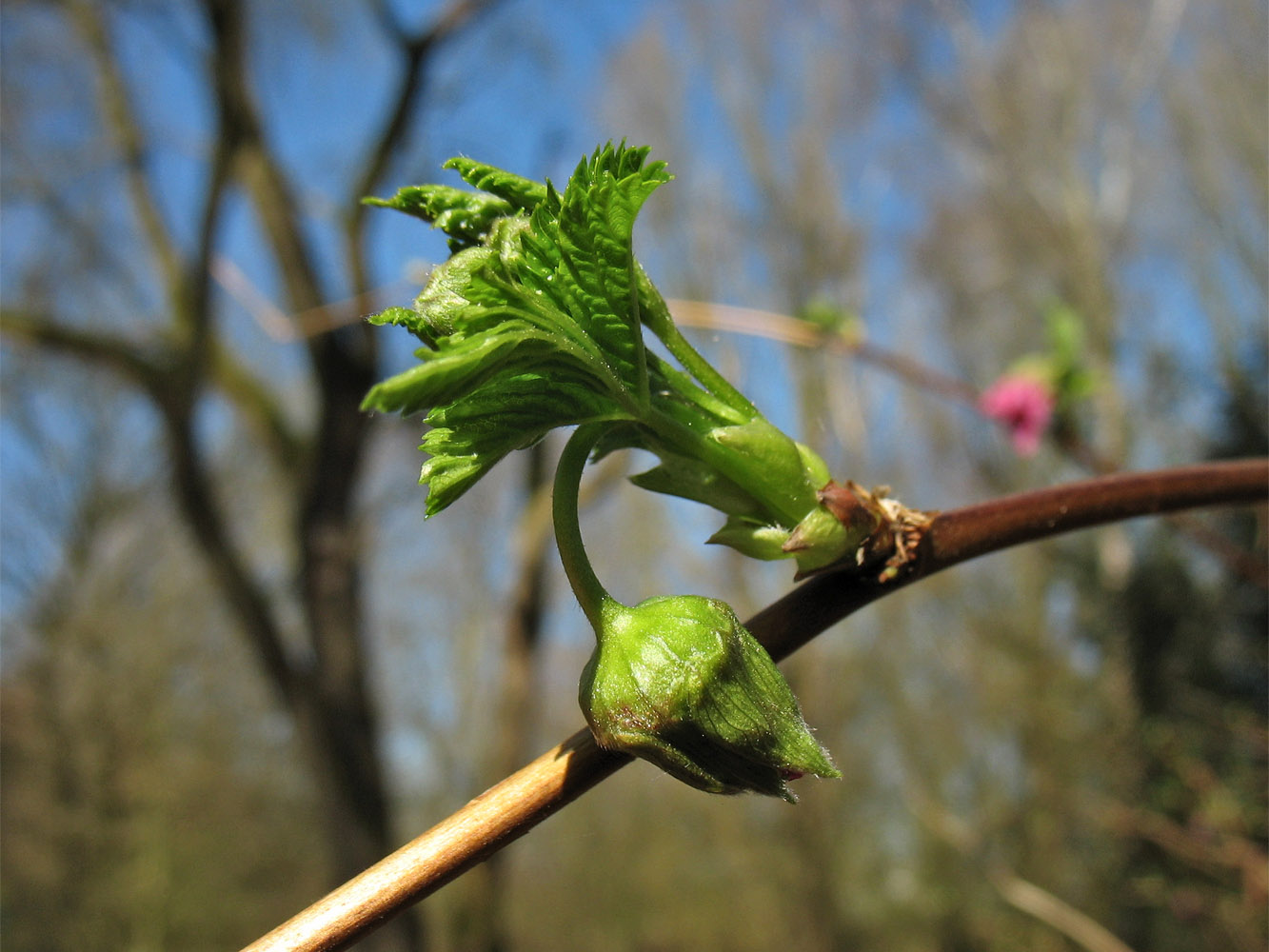 Image of Rubus spectabilis specimen.