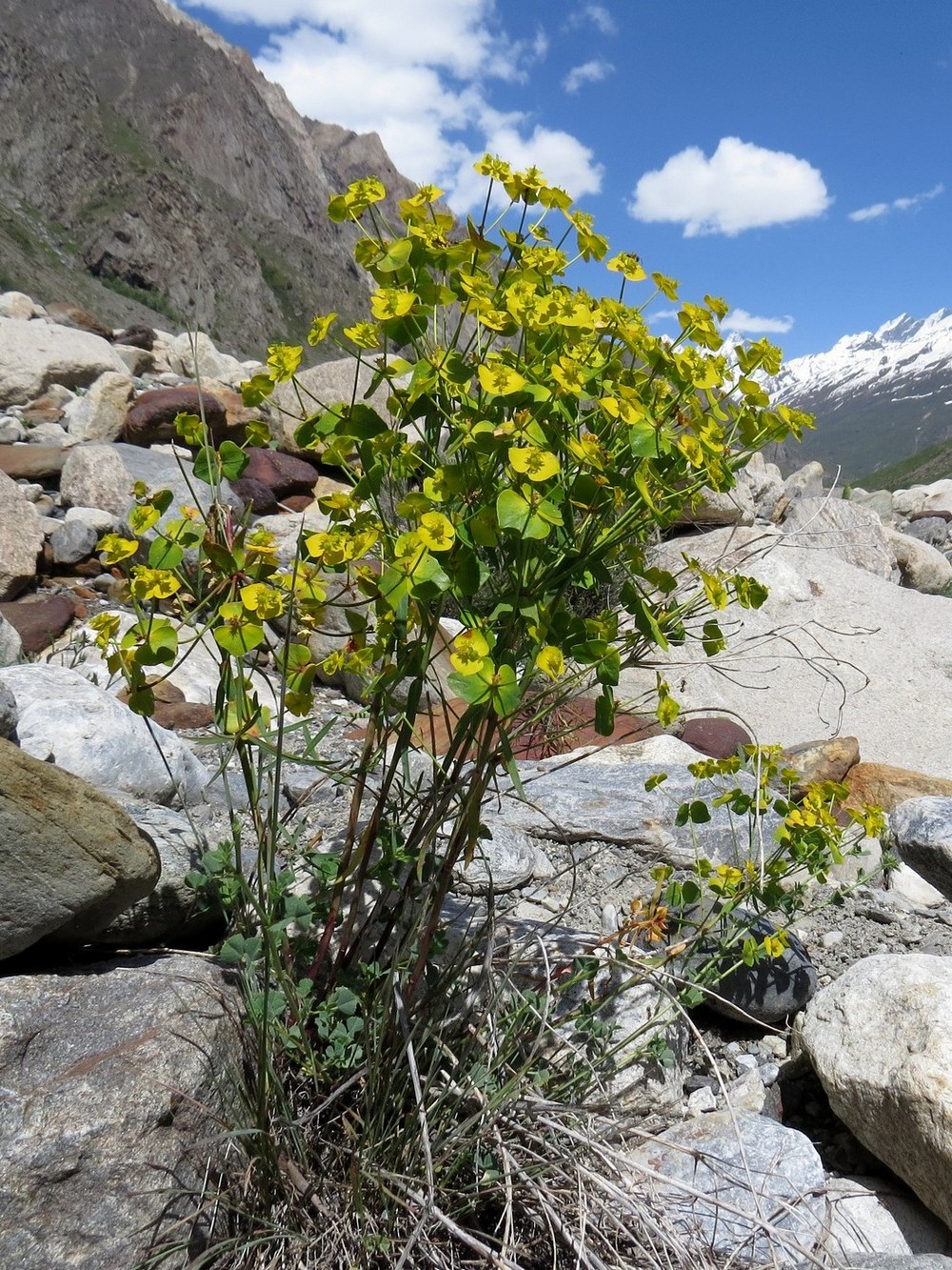 Image of Euphorbia pamirica specimen.