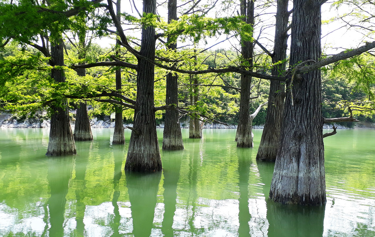 Изображение особи Taxodium distichum.