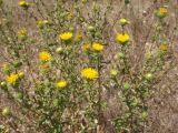 Grindelia squarrosa