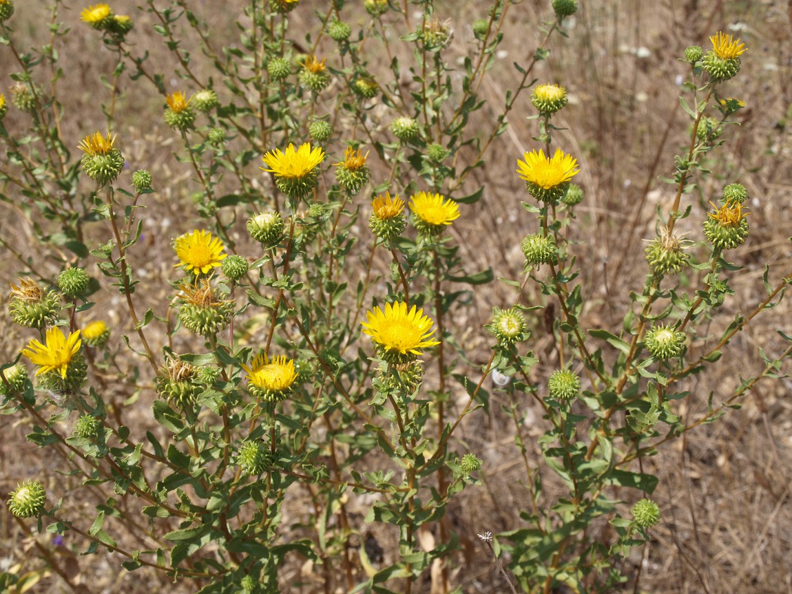 Изображение особи Grindelia squarrosa.