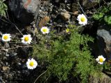 Pyrethrum abrotanifolium. Цветущее растение. Республика Алтай, Кош-Агачский р-н, верховье р. Актру, выс. ок. 2190 м н.у.м., моренный вал ледника Малый Актру. 27.07.2013.