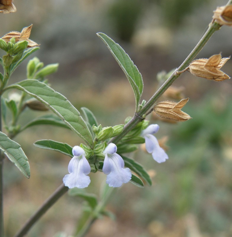 Image of Salvia reflexa specimen.