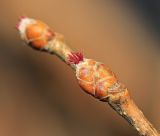 Corylus heterophylla