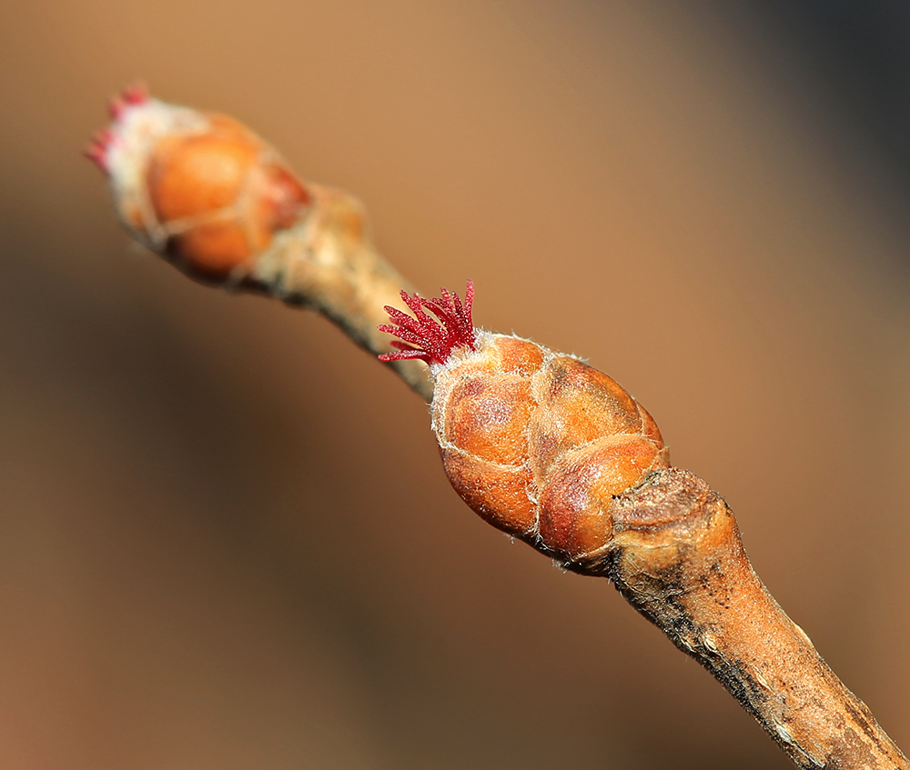 Image of Corylus heterophylla specimen.