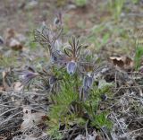 Pulsatilla ucrainica