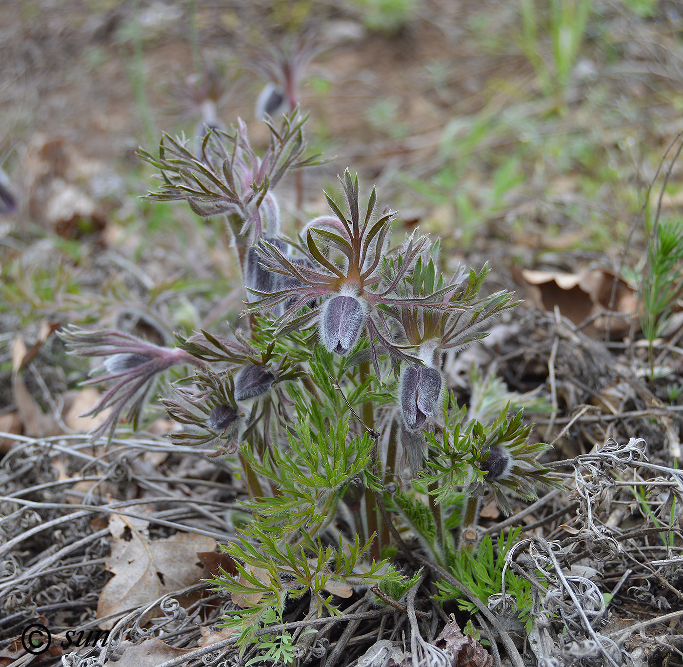 Изображение особи Pulsatilla ucrainica.