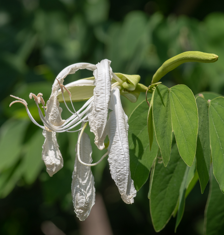 Изображение особи Bauhinia bowkeri.