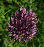 Allium rotundum. Соцветие. Ростовская обл., Азовский р-н, окр. с. Кугей, степной склон. 11.06.2020.