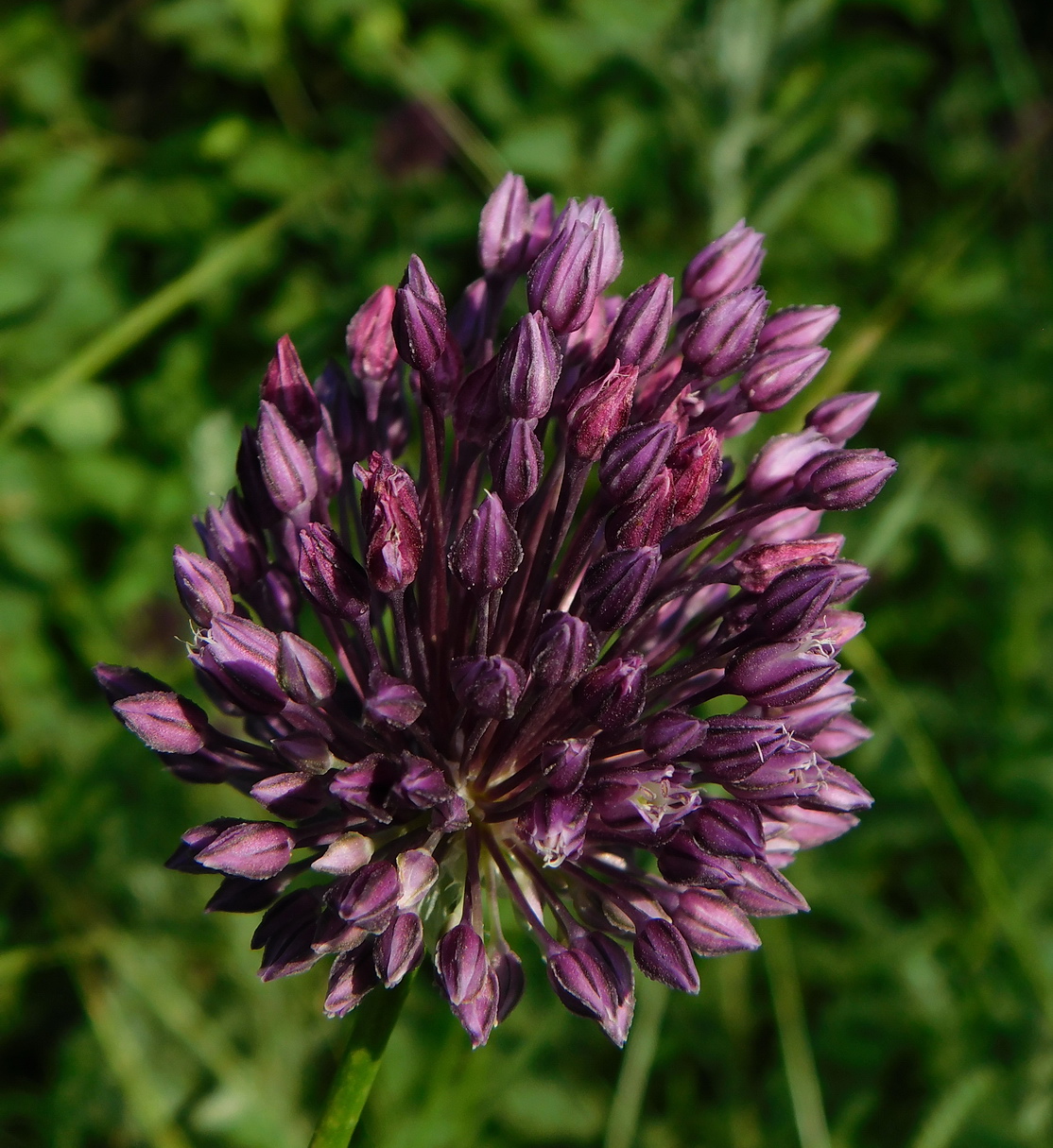 Image of Allium rotundum specimen.