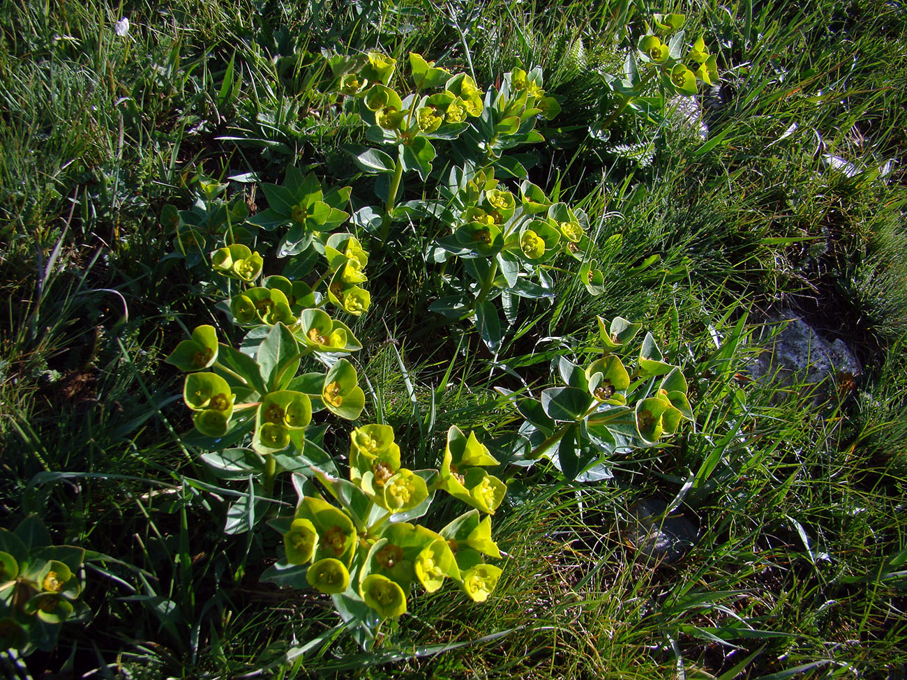 Image of Euphorbia tianschanica specimen.