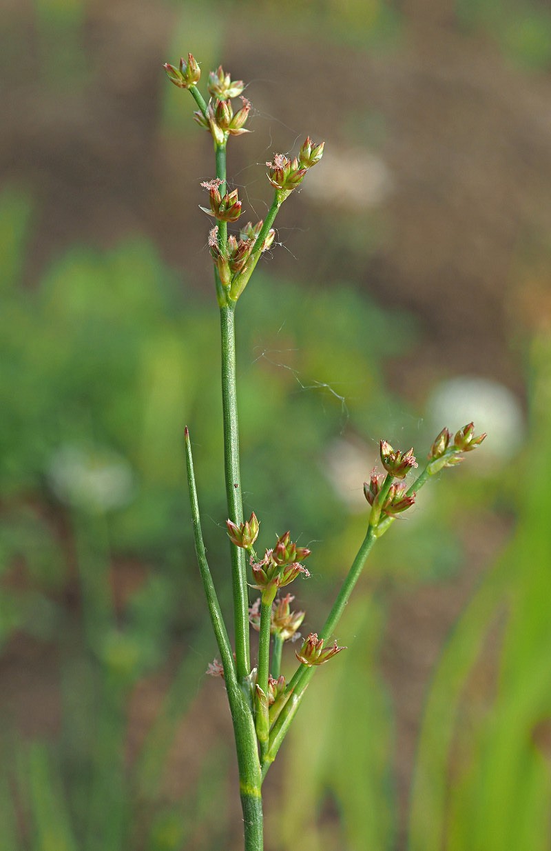 Image of Juncus articulatus specimen.