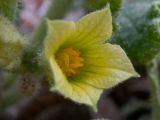 Ecballium elaterium