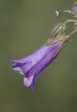 Campanula sibirica