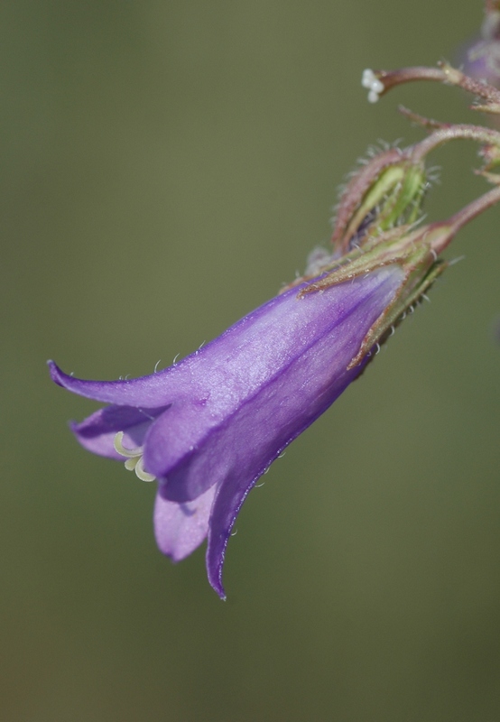 Изображение особи Campanula sibirica.