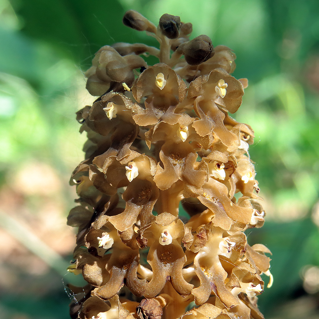 Image of Neottia nidus-avis specimen.