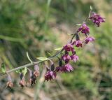 Epipactis atrorubens