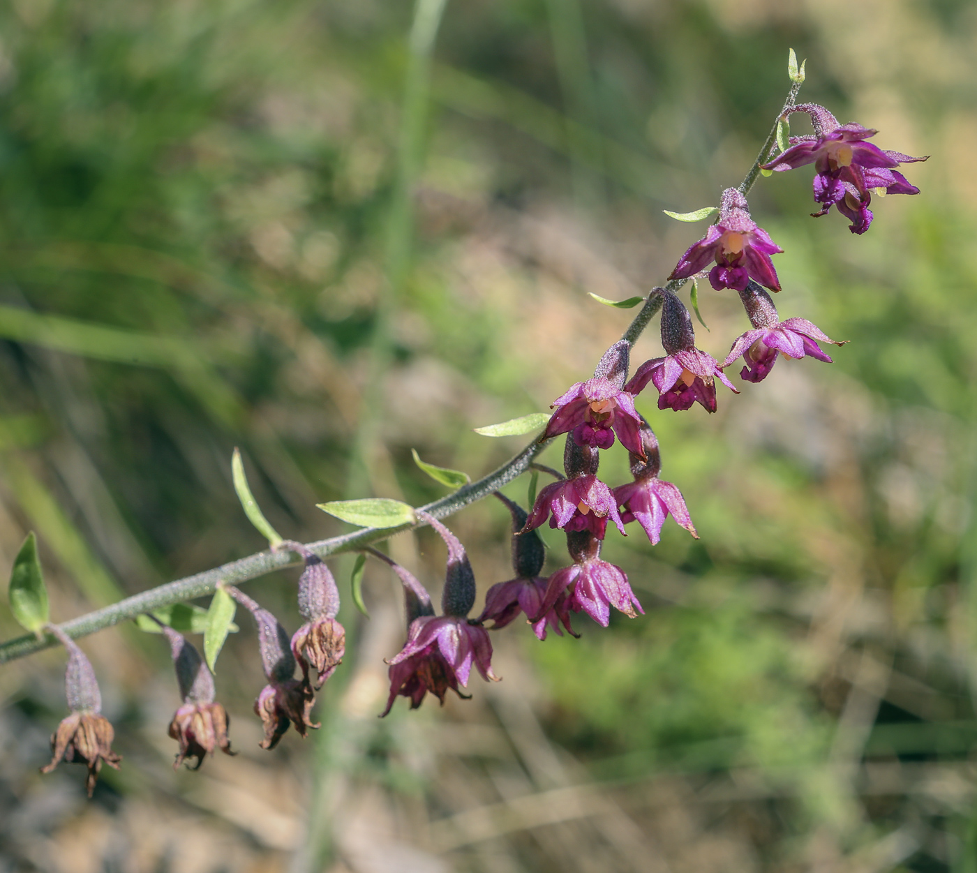 Image of Epipactis atrorubens specimen.