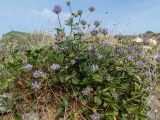 Psoralea bituminosa