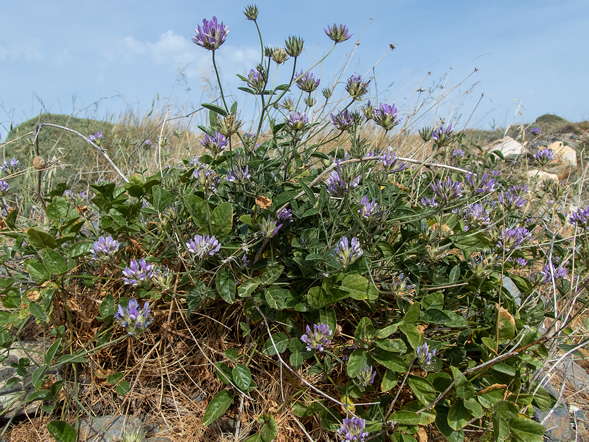 Изображение особи Psoralea bituminosa.