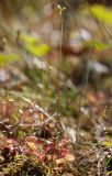 Drosera rotundifolia