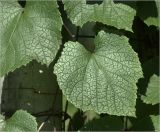 Vitis amurensis