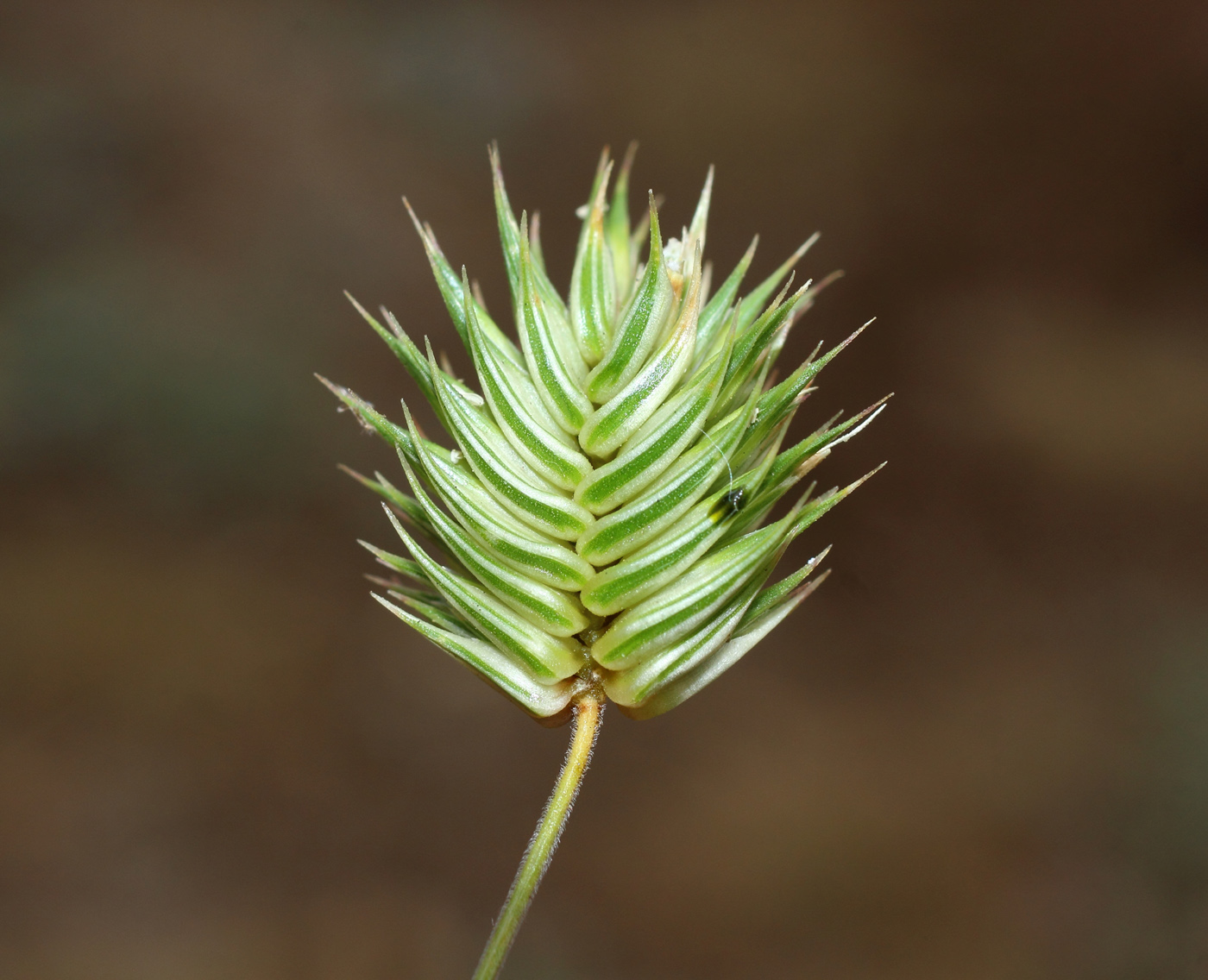 Image of Eremopyrum triticeum specimen.