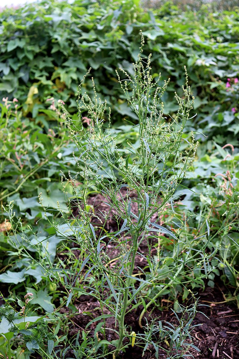 Изображение особи Atriplex littoralis.