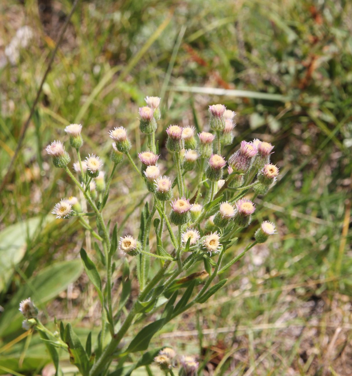 Image of Erigeron acris specimen.