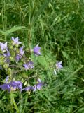 Polemonium chinense