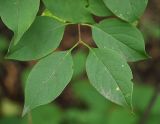 genus Euonymus. Листья. Приморский край, Лазовский р-н, Лазовский заповедник, окр. кордона Америка. 17.08.2009.