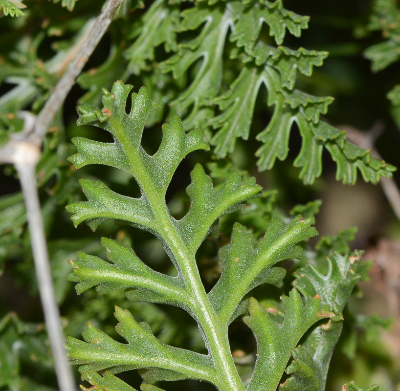 Изображение особи Pelargonium laxum.