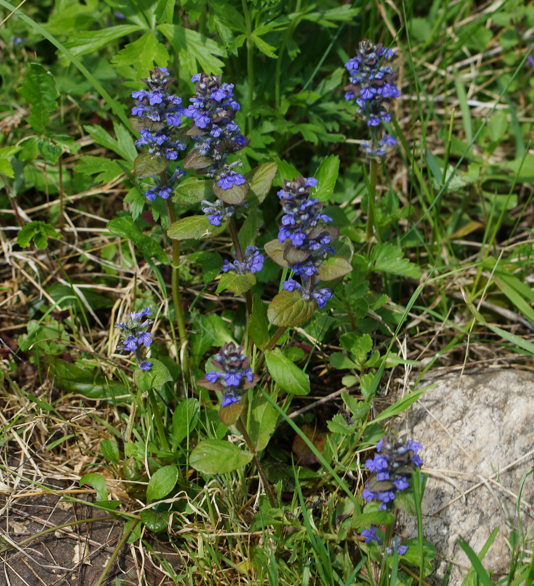 Изображение особи Ajuga reptans.