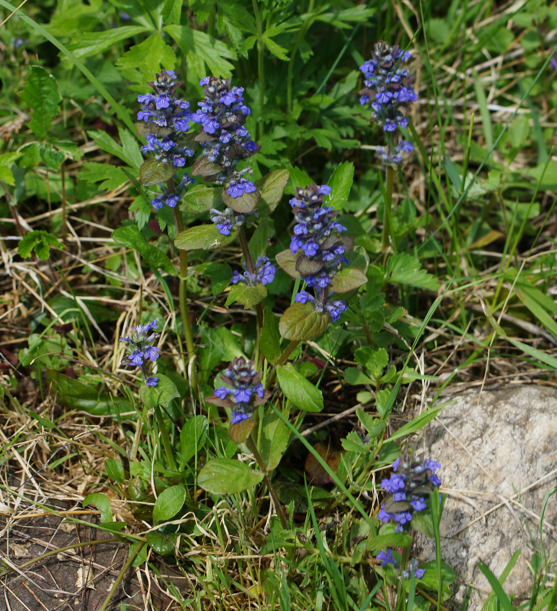 Image of Ajuga reptans specimen.