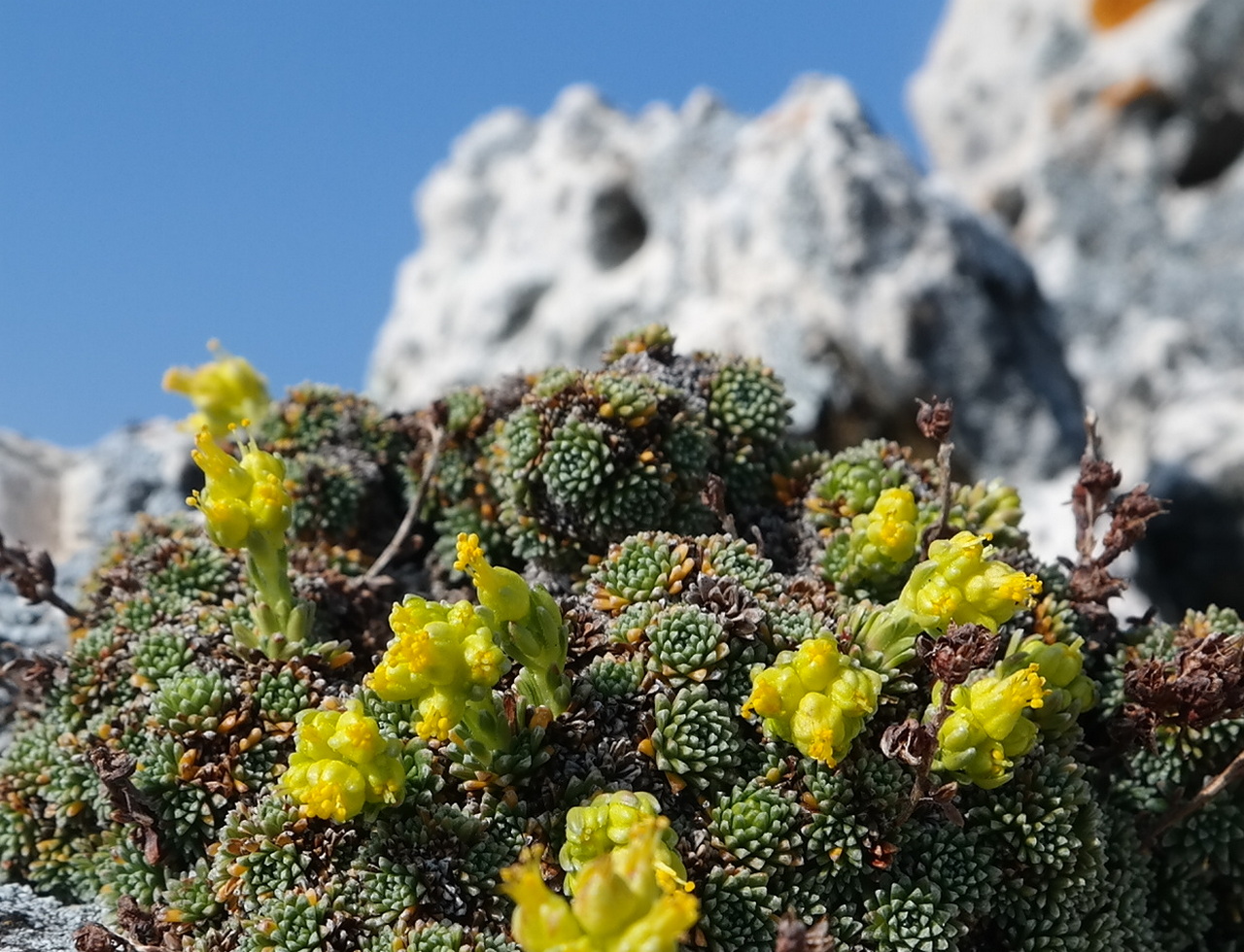 Изображение особи Saxifraga scleropoda.