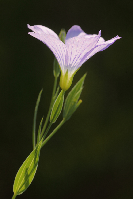 Image of Linum nervosum specimen.