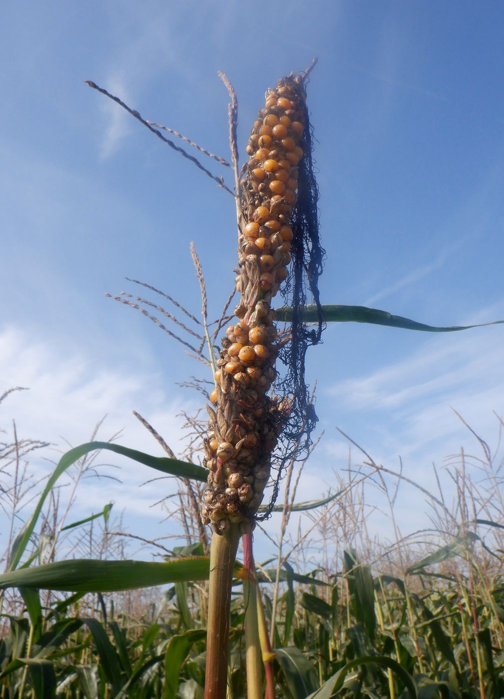 Image of Zea mays specimen.