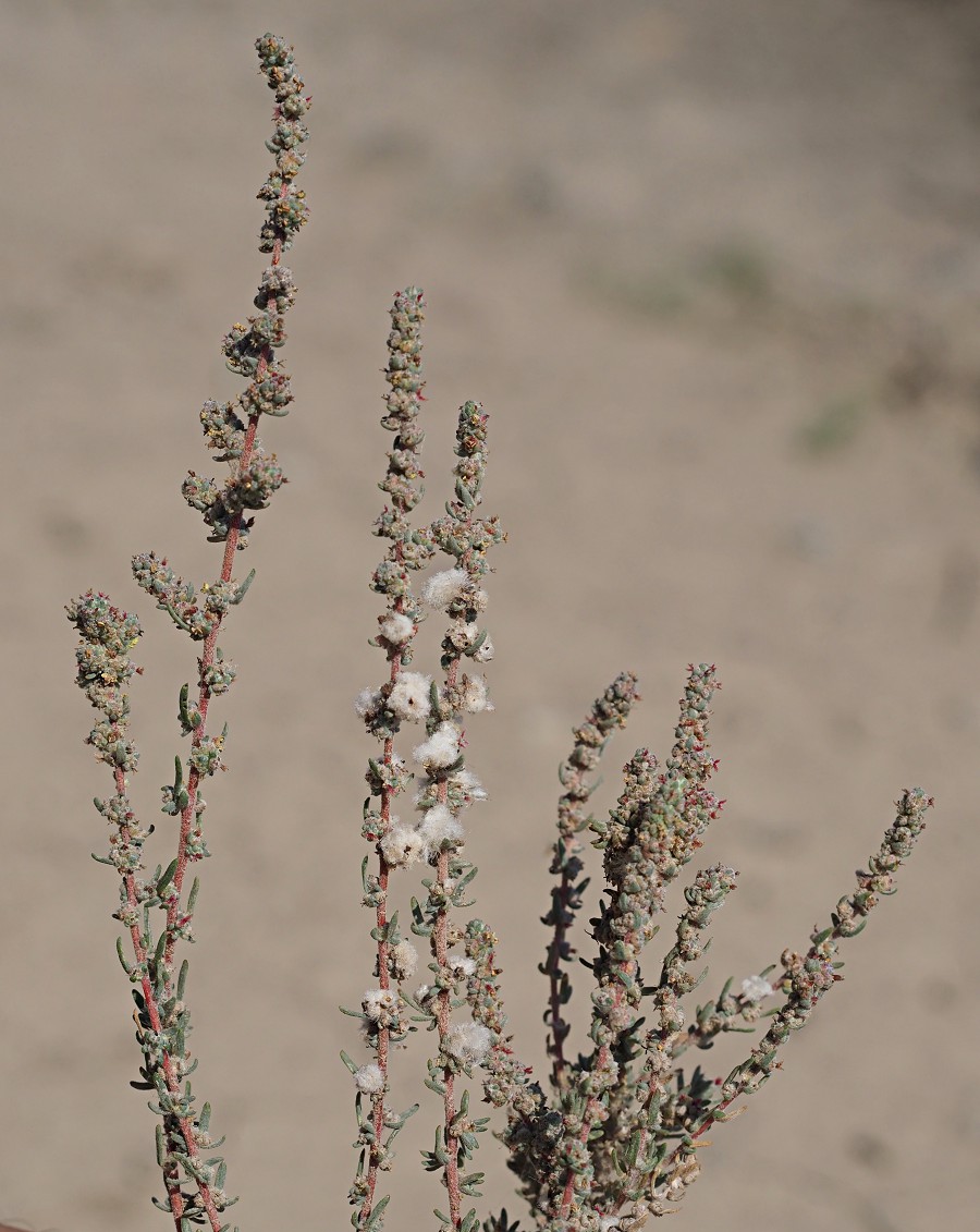 Image of Bassia prostrata specimen.