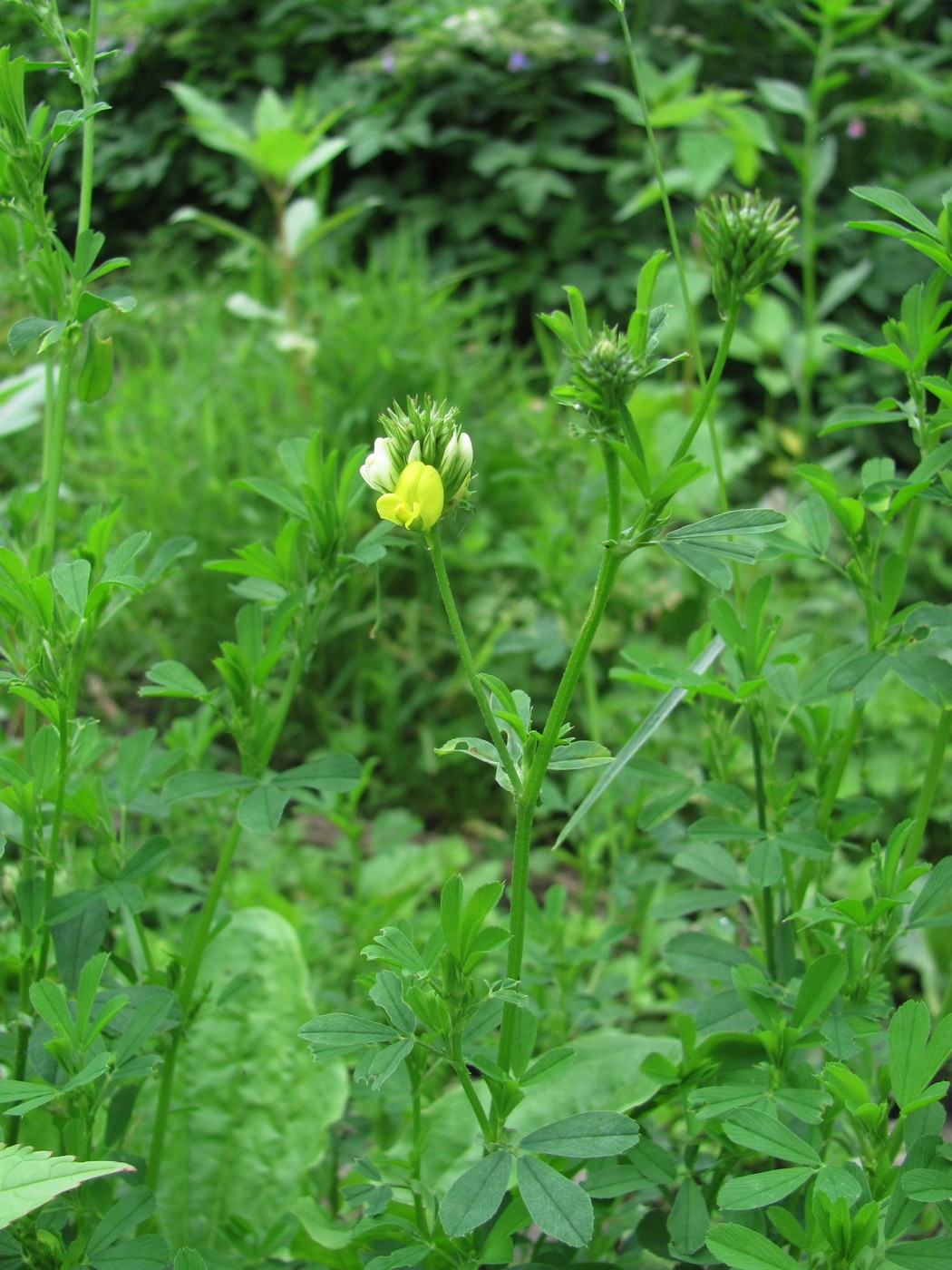 Image of Medicago &times; varia specimen.