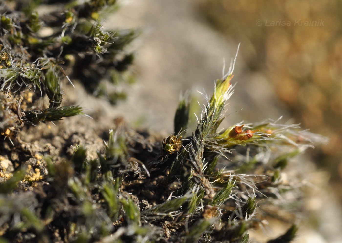 Image of familia Grimmiaceae specimen.